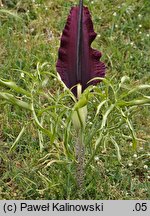 Dracunculus vulgaris (drakunkulus zwyczajny)