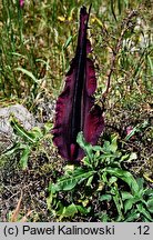 Dracunculus vulgaris (drakunkulus zwyczajny)