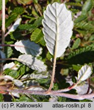 Dryas drummondii (dębik Drummonda)