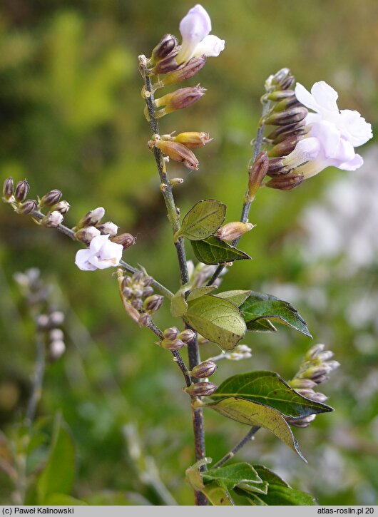 Duranta erecta