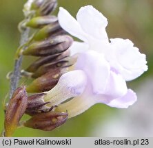 Duranta erecta