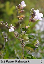 Duranta erecta