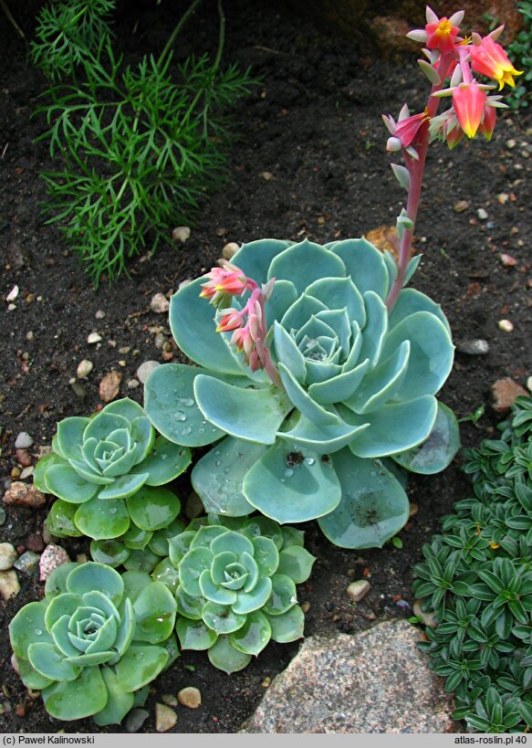 Echeveria secunda (eszeweria błękitna)