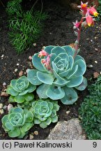 Echeveria secunda (eszeweria błękitna)