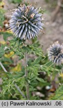 Echinops bannaticus (przegorzan banacki)