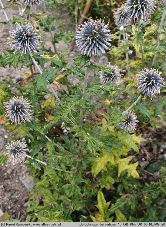 Echinops bannaticus (przegorzan banacki)