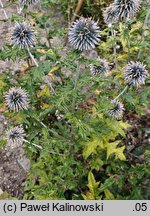 Echinops bannaticus (przegorzan banacki)