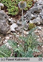Echinops ritro (przegorzan pospolity)