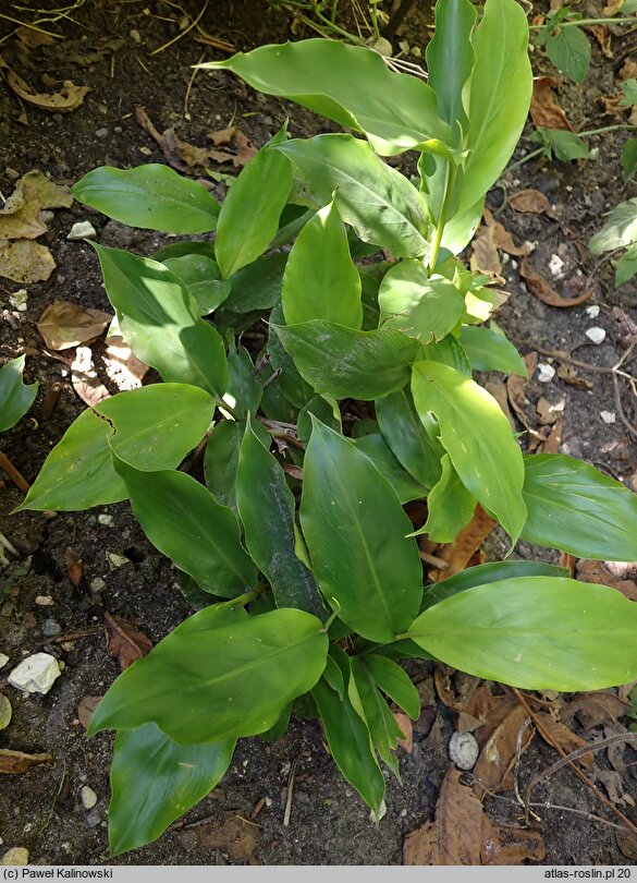 Elettaria cardamomum (kardamon malabarski)