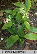 Elettaria cardamomum (kardamon malabarski)