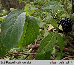 Eleutherococcus sessiliflorus (kolcosił bezszypułkowy)