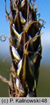 Carex myosuroides