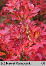 Enkianthus cernuus