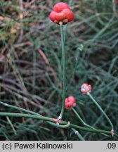 Ephedra distachya (przęśl dwukłosowa)