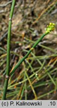 Ephedra distachya (przęśl dwukłosowa)