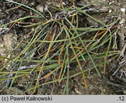 Ephedra distachya (przęśl dwukłosowa)