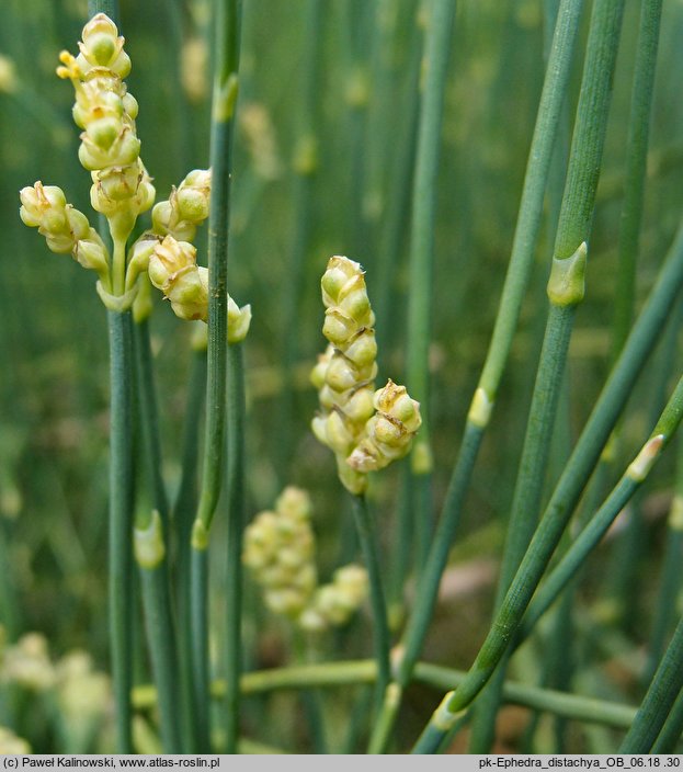 Ephedra distachya (przęśl dwukłosowa)