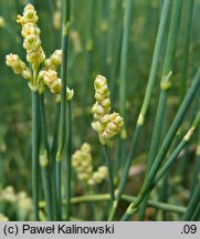 Ephedra distachya (przęśl dwukłosowa)