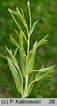 Epilobium adnatum (wierzbownica czworoboczna)