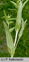 Epilobium adnatum (wierzbownica czworoboczna)