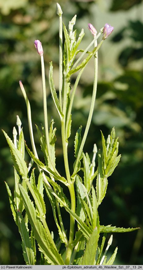 Epilobium adnatum s.str. (wierzbownica czworoboczna)