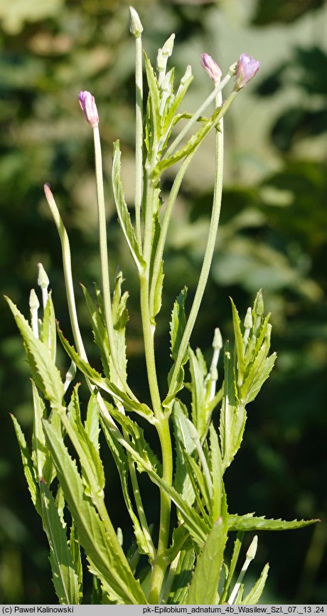 Epilobium adnatum (wierzbownica czworoboczna)