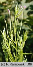 Epilobium adnatum (wierzbownica czworoboczna)