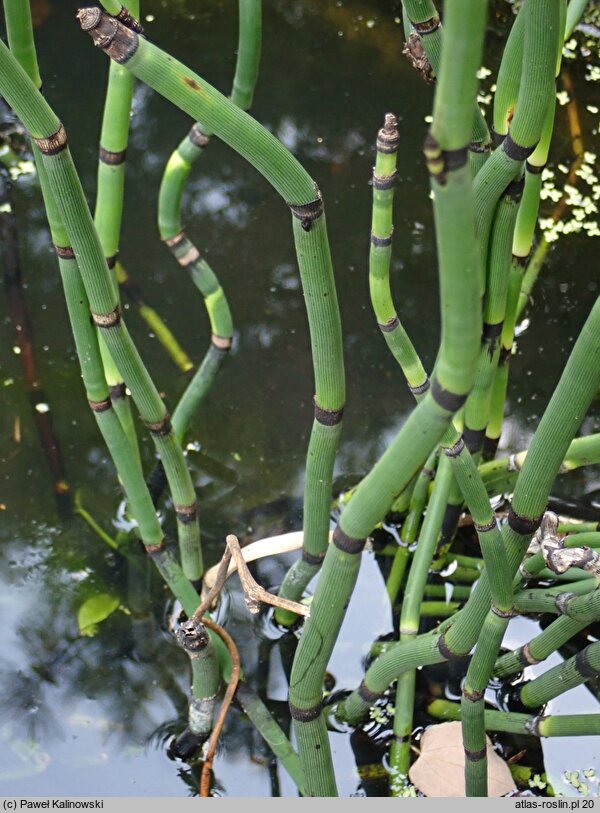 Equisetum giganteum