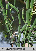 Equisetum giganteum