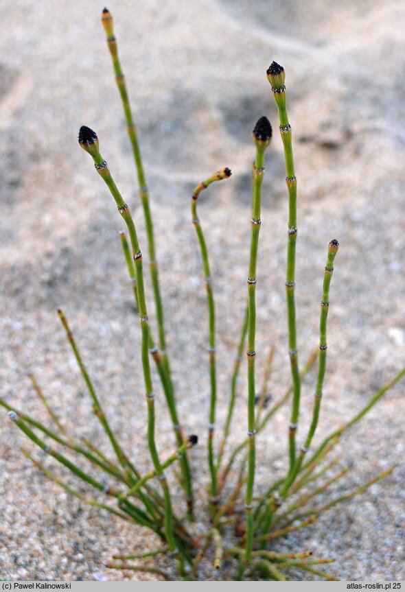 Equisetum ×meridionale