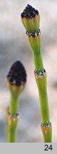 Equisetum ×meridionale