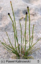 Equisetum ×meridionale