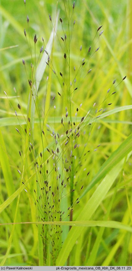 Eragrostis mexicana (miłka meksykańska)