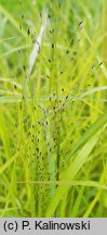 Eragrostis mexicana (miłka meksykańska)