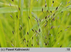 Eragrostis mexicana (miłka meksykańska)