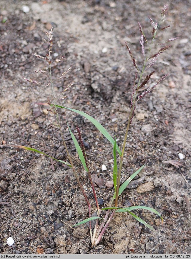 Eragrostis multicaulis (miłka wielołodygowa)