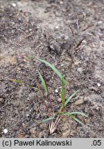 Eragrostis multicaulis (miłka wielołodygowa)