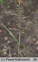 Eragrostis multicaulis (miłka wielołodygowa)