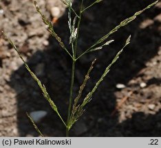 Eragrostis multicaulis (miłka wielołodygowa)