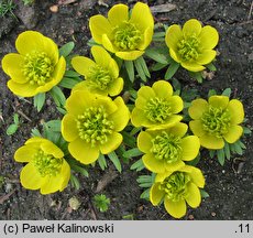 Eranthis cilicica (rannik wiosenny)