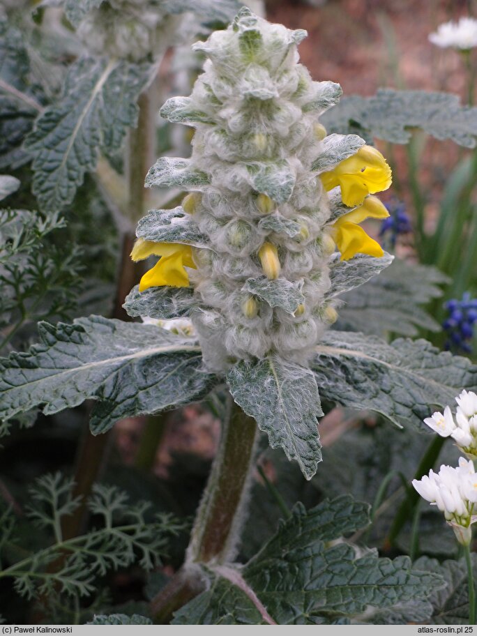 Phlomoides speciosa