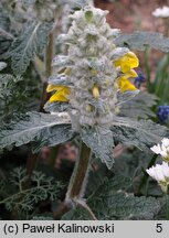 Phlomoides speciosa