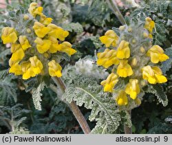 Phlomoides speciosa