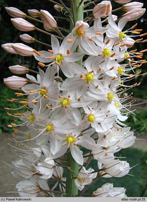 Eremurus elwesii (pustynnik Elwesa)