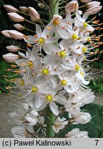 Eremurus elwesii (pustynnik Elwesa)