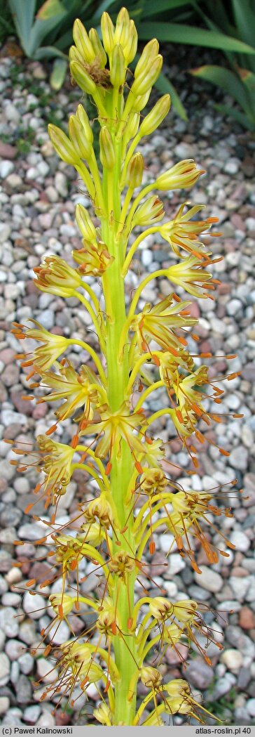 Eremurus fuscus