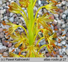 Eremurus fuscus