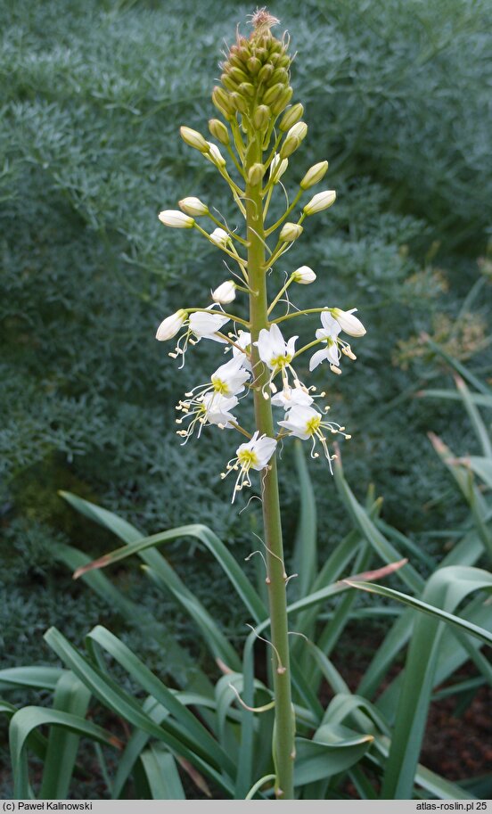 Eremurus lactiflorus