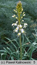 Eremurus lactiflorus