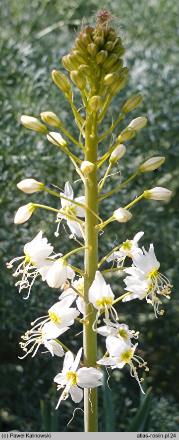 Eremurus lactiflorus